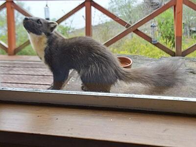 Camus Na Harry Villa Shieldaig  Buitenkant foto